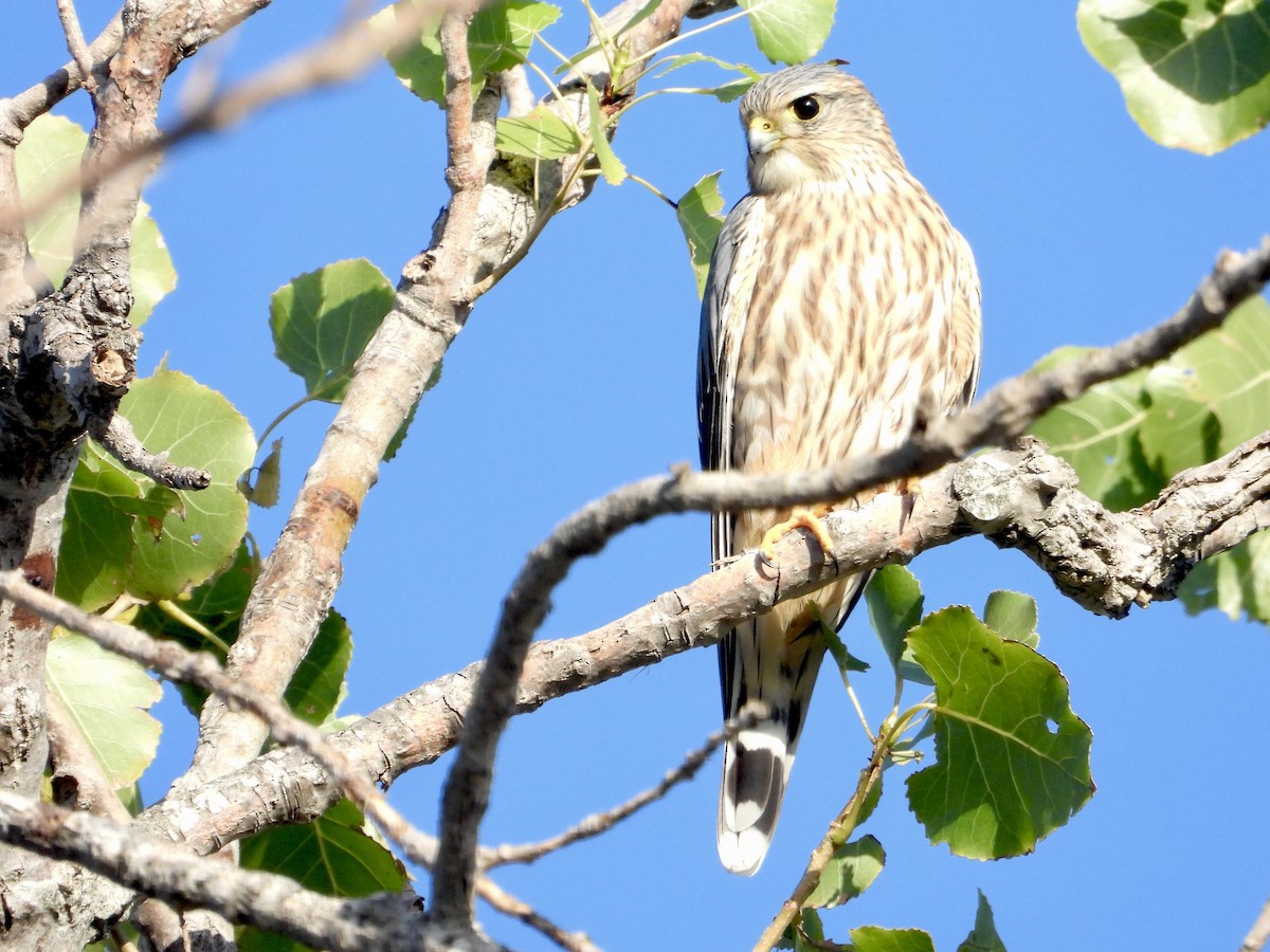 Merlin (Prairie) - ML625330298