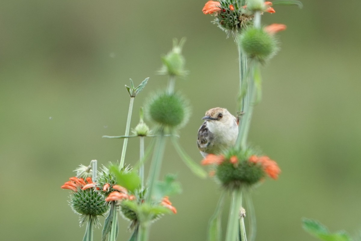 Pectoral-patch Cisticola - ML625330365