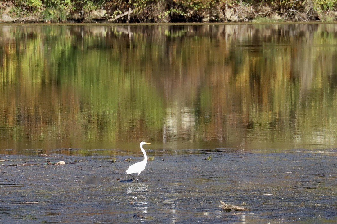 Great Egret - ML625330376