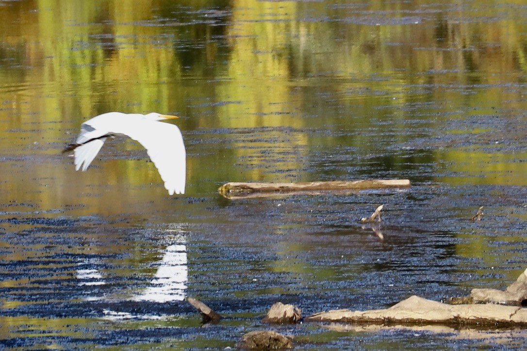 Great Egret - JoAnn Dalley