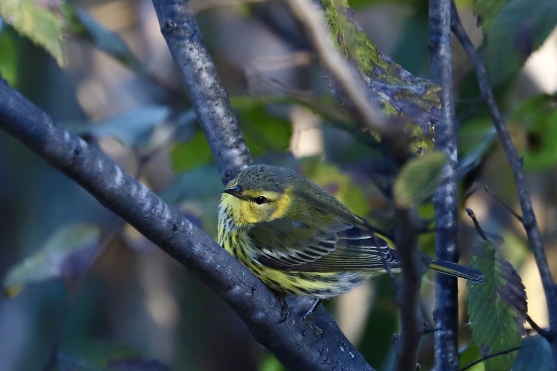 Cape May Warbler - ML625330391