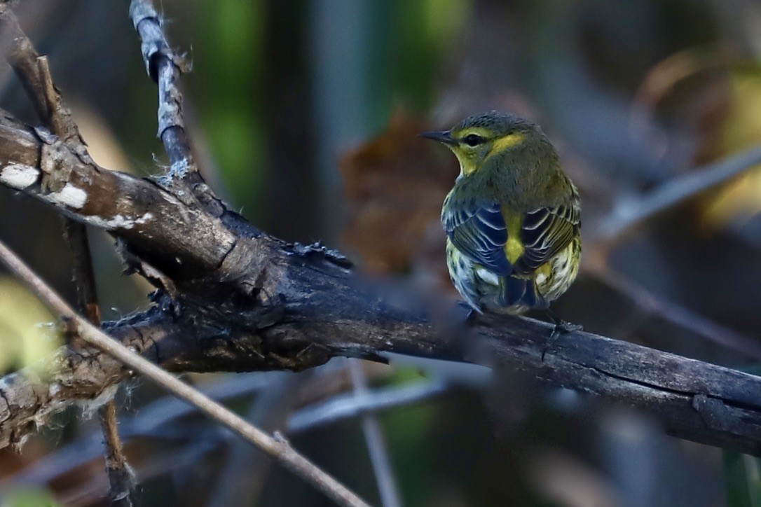 Cape May Warbler - ML625330392