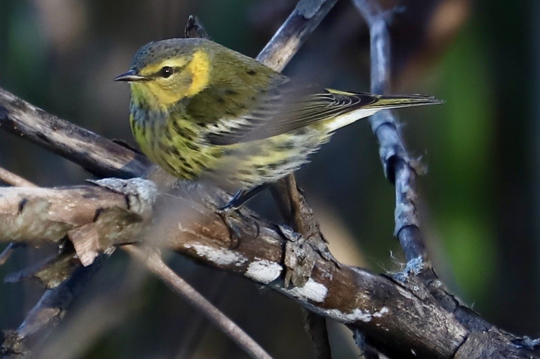 Cape May Warbler - ML625330393