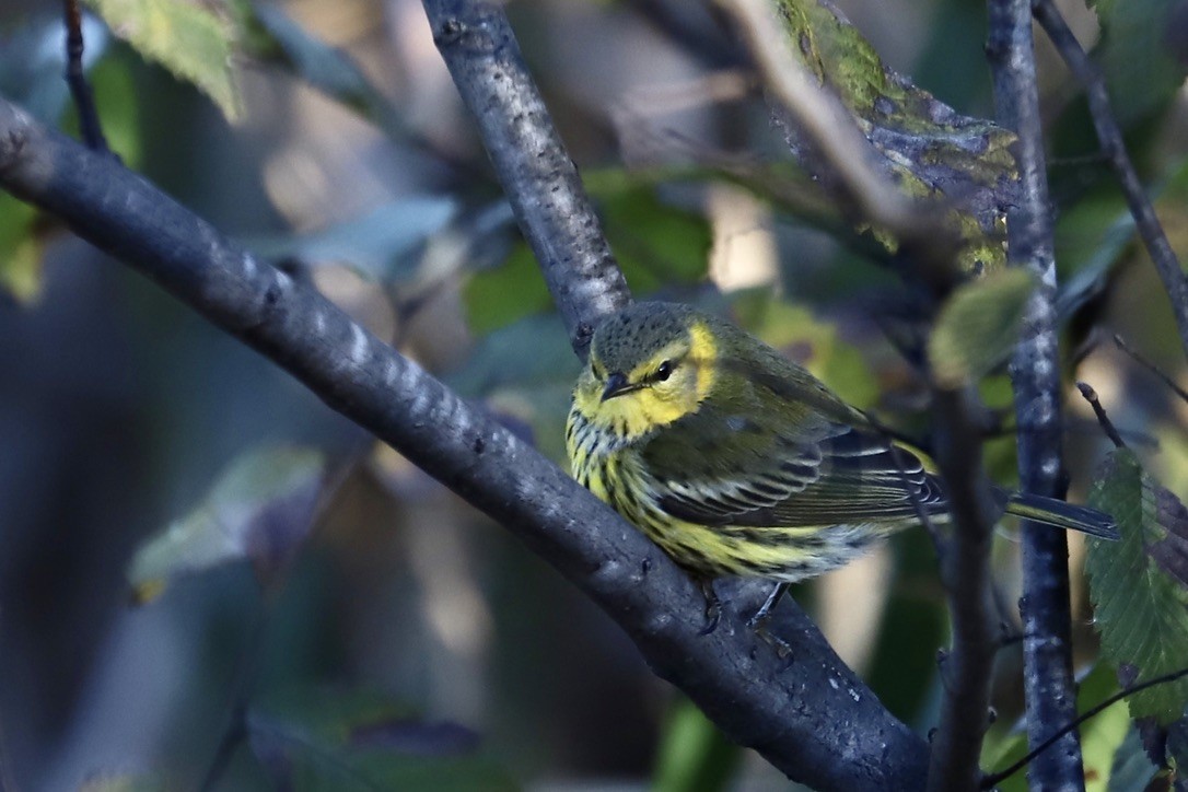 Cape May Warbler - ML625330394