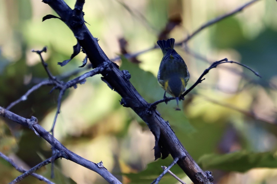 Cape May Warbler - ML625330395