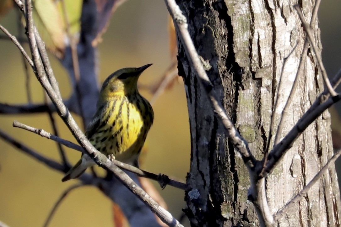 Cape May Warbler - ML625330396