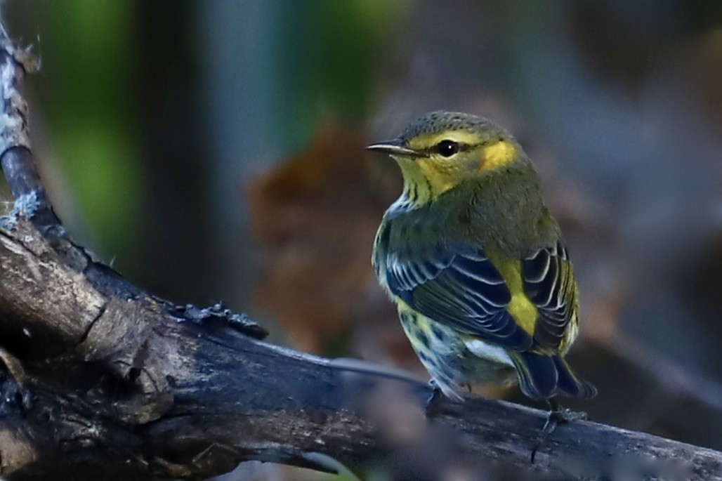 Cape May Warbler - ML625330397