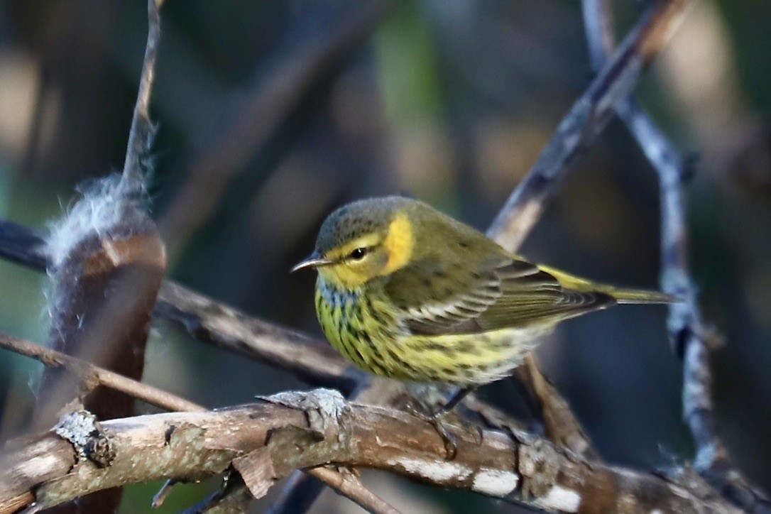 Cape May Warbler - ML625330398