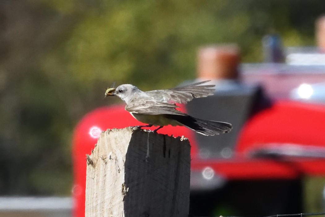Western Kingbird - ML625330402