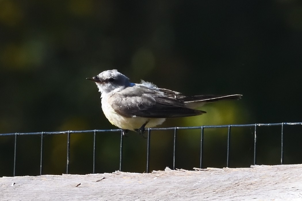 Western Kingbird - ML625330407