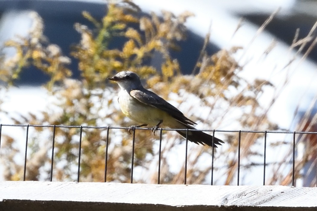 Western Kingbird - ML625330413
