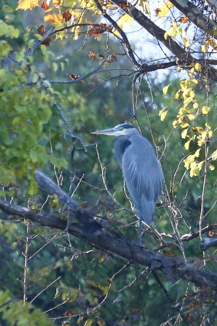 Great Blue Heron - ML625330414