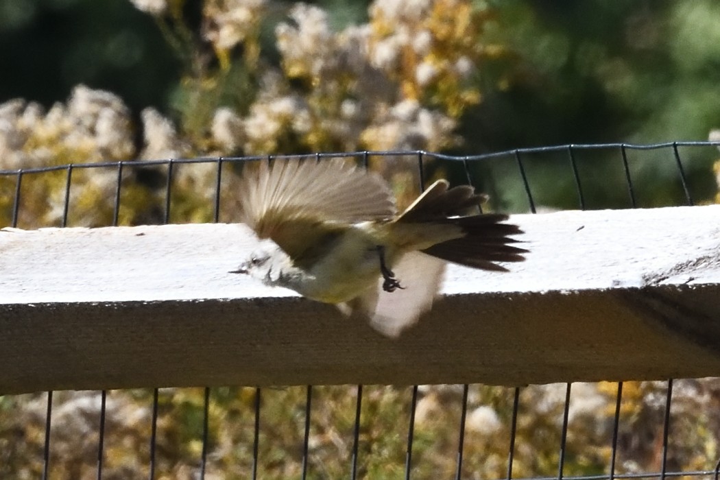 Western Kingbird - ML625330416