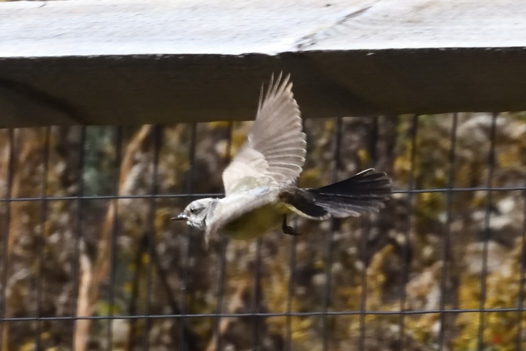 Western Kingbird - ML625330422