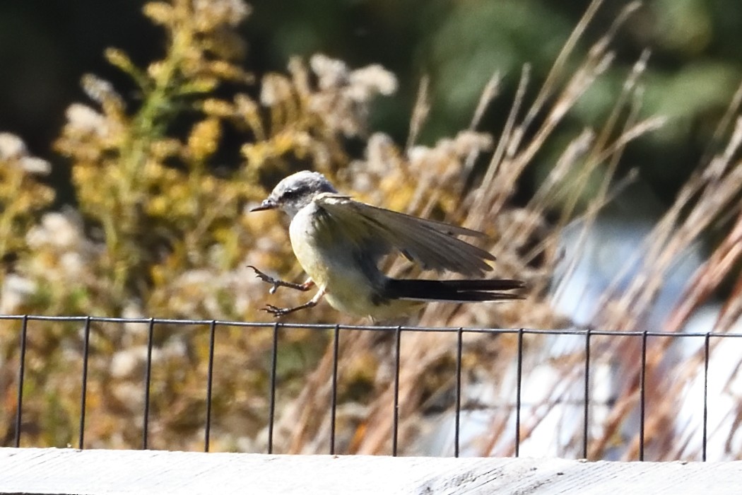 Western Kingbird - ML625330423