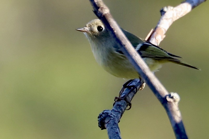 Ruby-crowned Kinglet - ML625330440