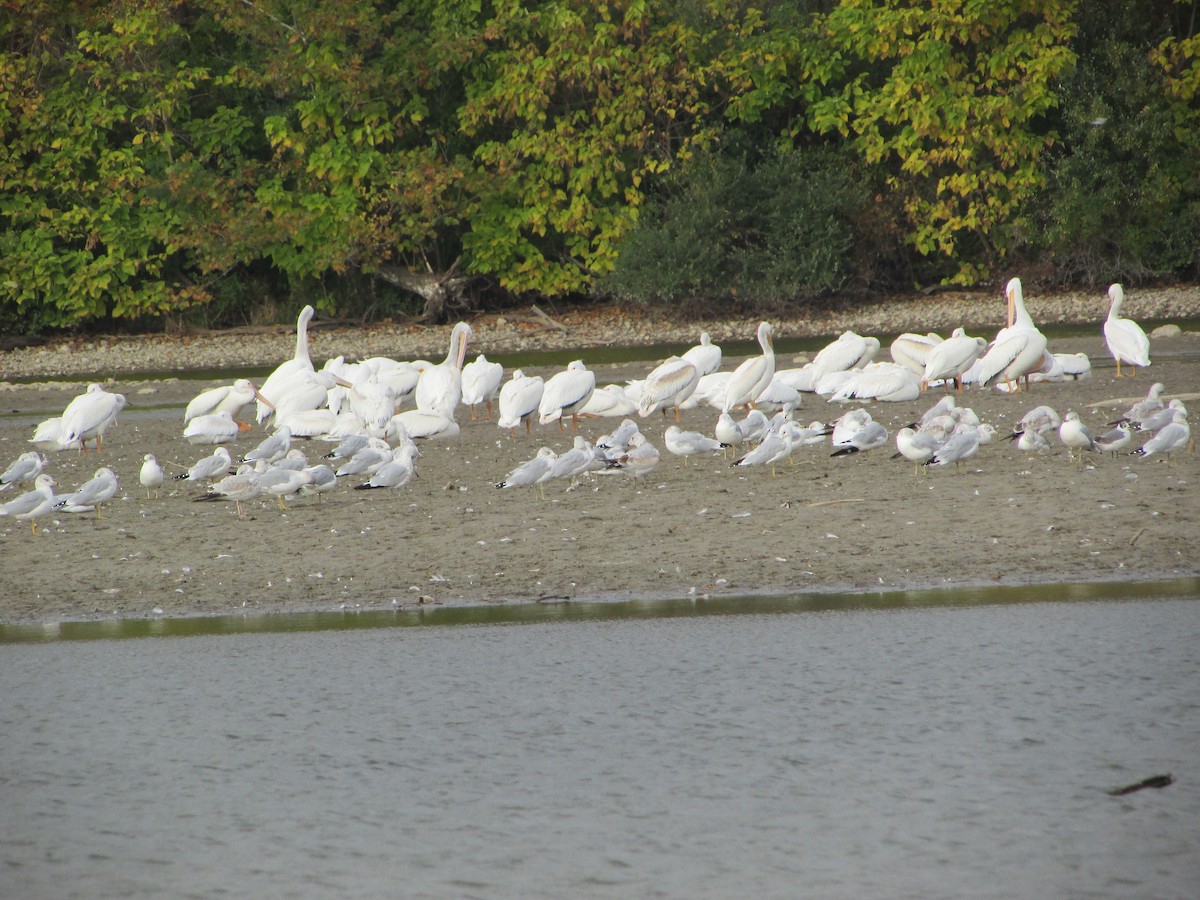 American White Pelican - Mark Rhodes