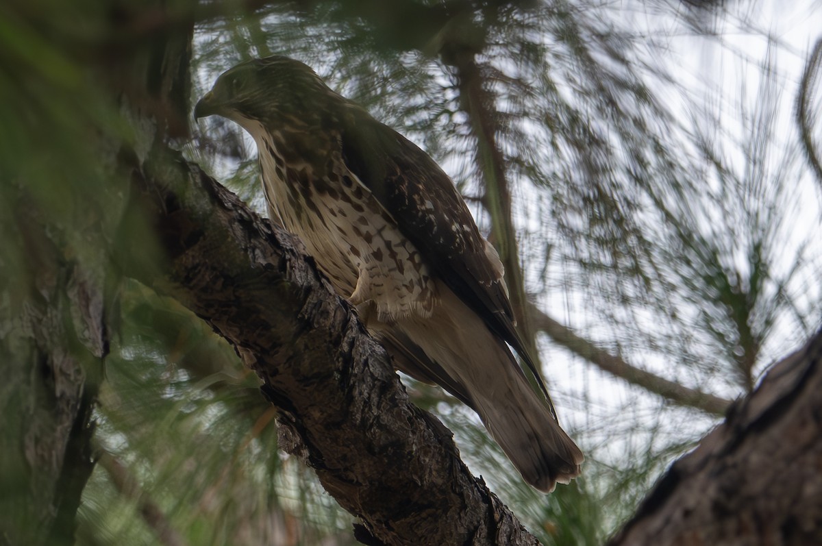 eBird Checklist - 23 Oct 2024 - High Ridge Scrub Natural Area - 1 species