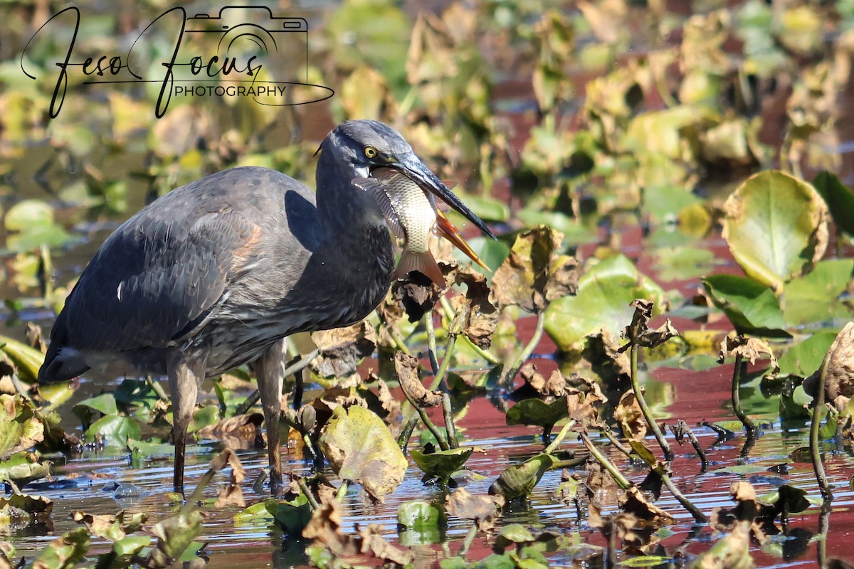 Great Blue Heron - ML625330771