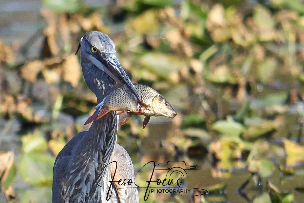 Great Blue Heron - ML625330772