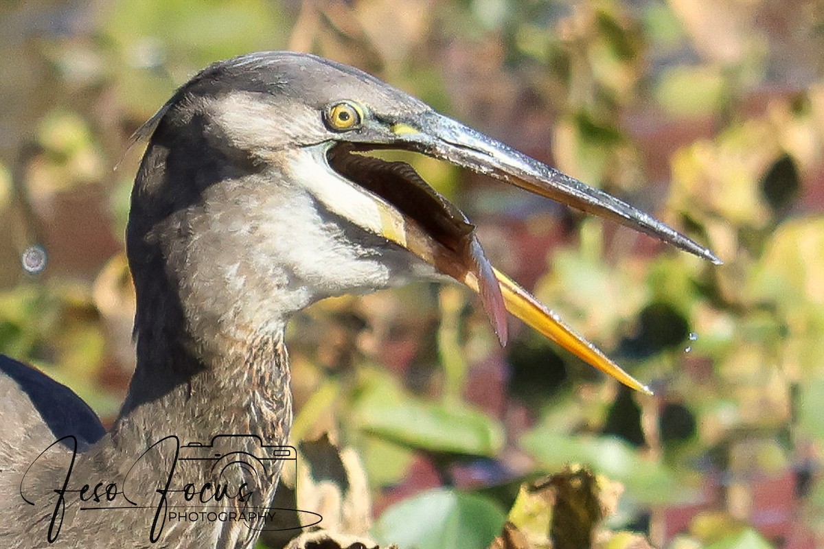 Great Blue Heron - ML625330773