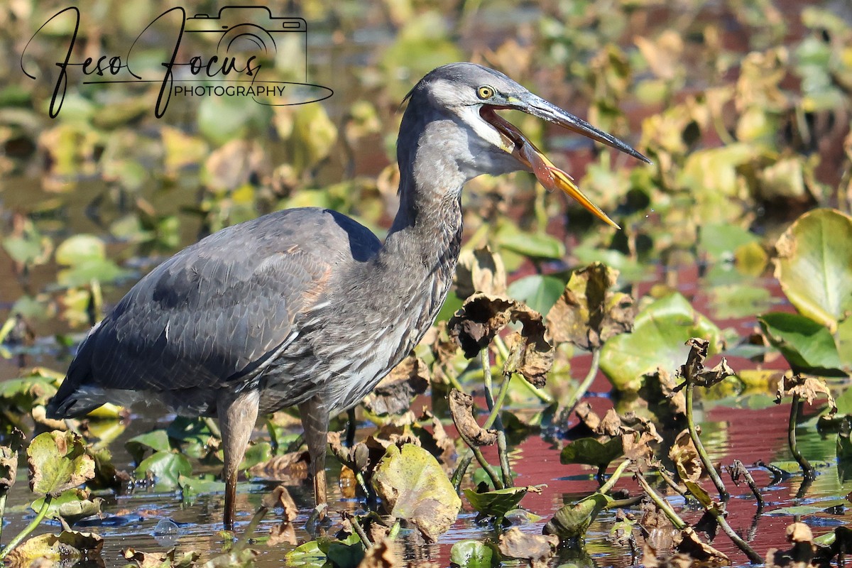 Great Blue Heron - ML625330774