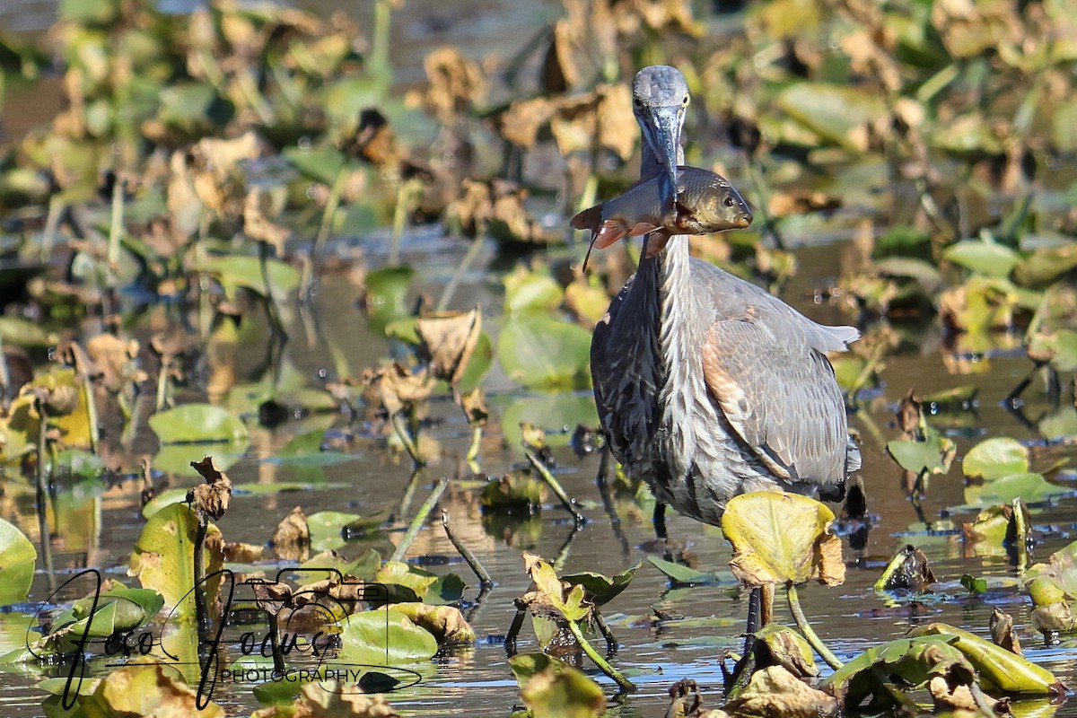 Great Blue Heron - ML625330775