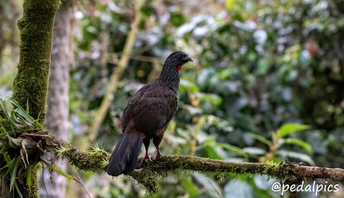 Andean Guan - ML625330804