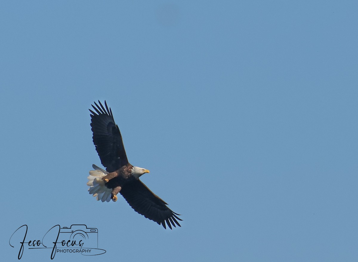 Bald Eagle - ML625330815