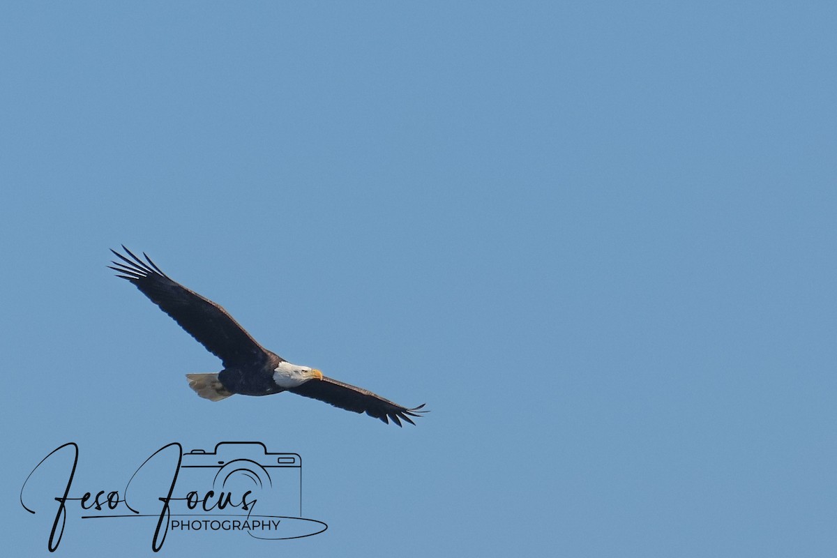 Bald Eagle - ML625330816