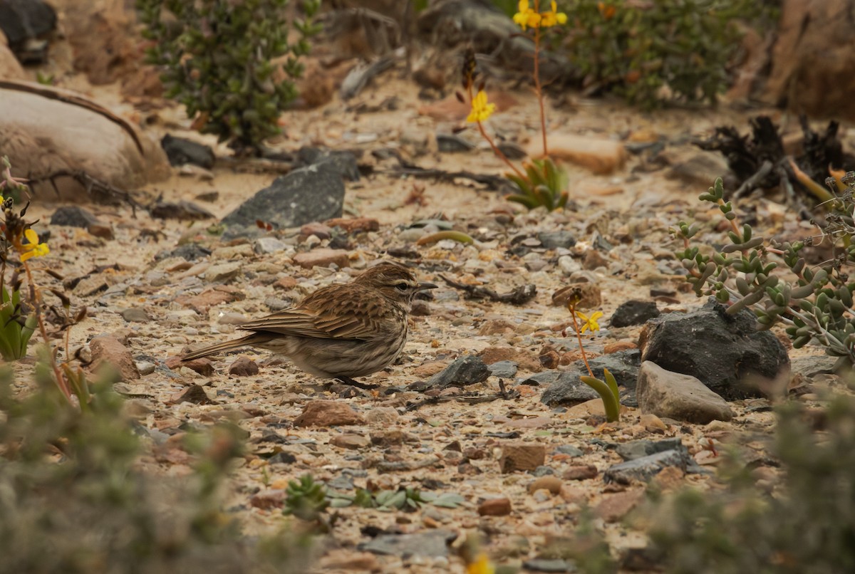 Karoo Lark - Antonio Rodriguez-Sinovas