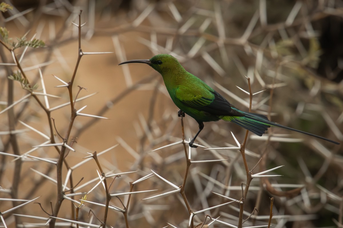Malachite Sunbird - Antonio Rodriguez-Sinovas