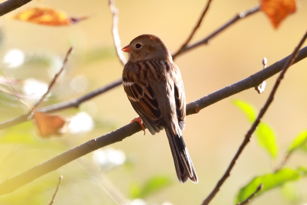 Field Sparrow - ML625331001