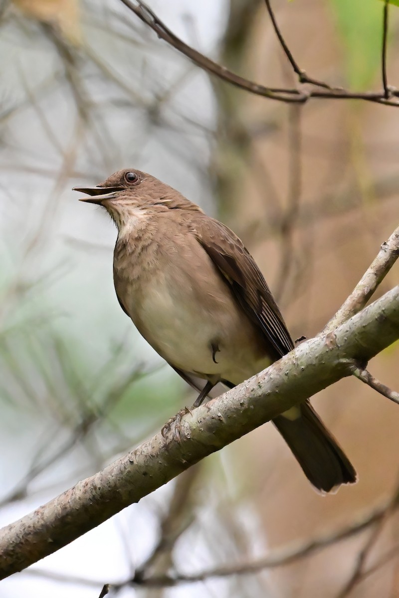 Black-billed Thrush - ML625331017