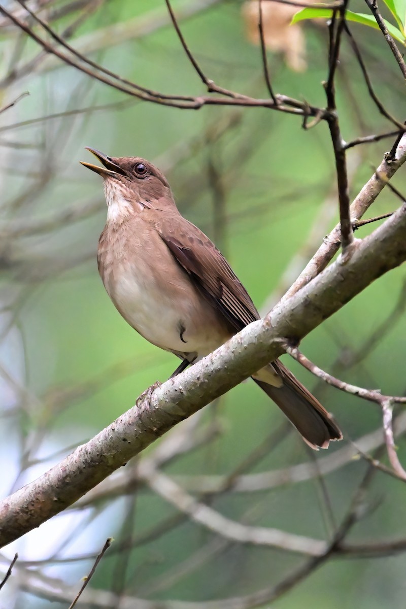 Black-billed Thrush - ML625331018