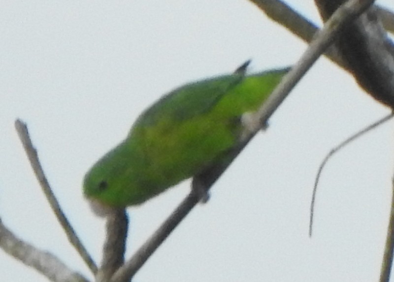 Riparian Parrotlet - ML625331060