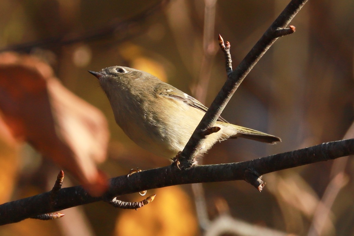 Ruby-crowned Kinglet - ML625331107