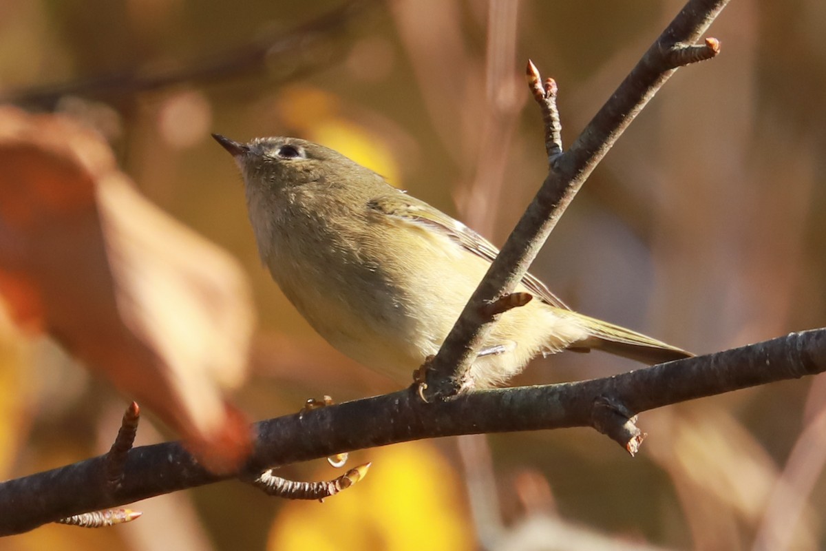 Ruby-crowned Kinglet - ML625331108