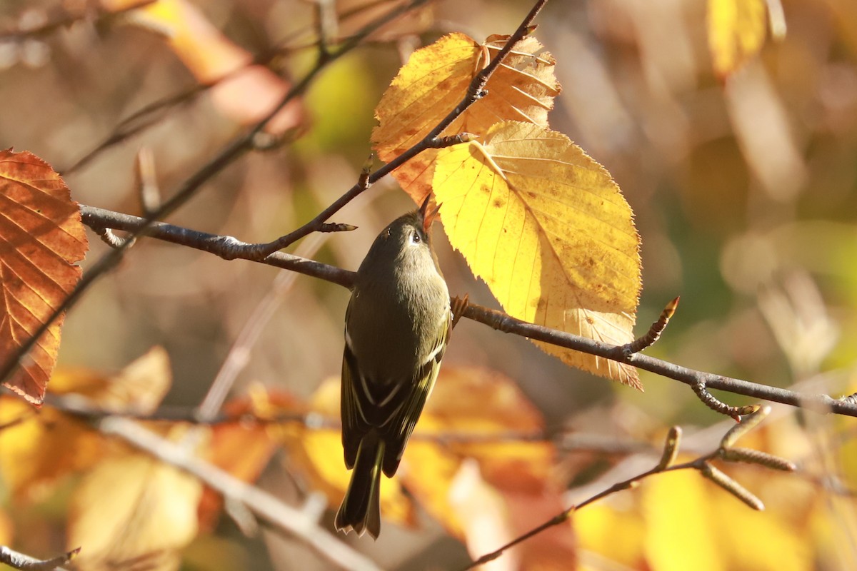 Ruby-crowned Kinglet - ML625331110