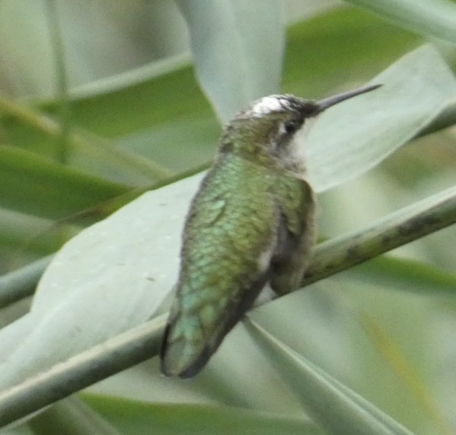 Ruby-throated Hummingbird - ML625331270