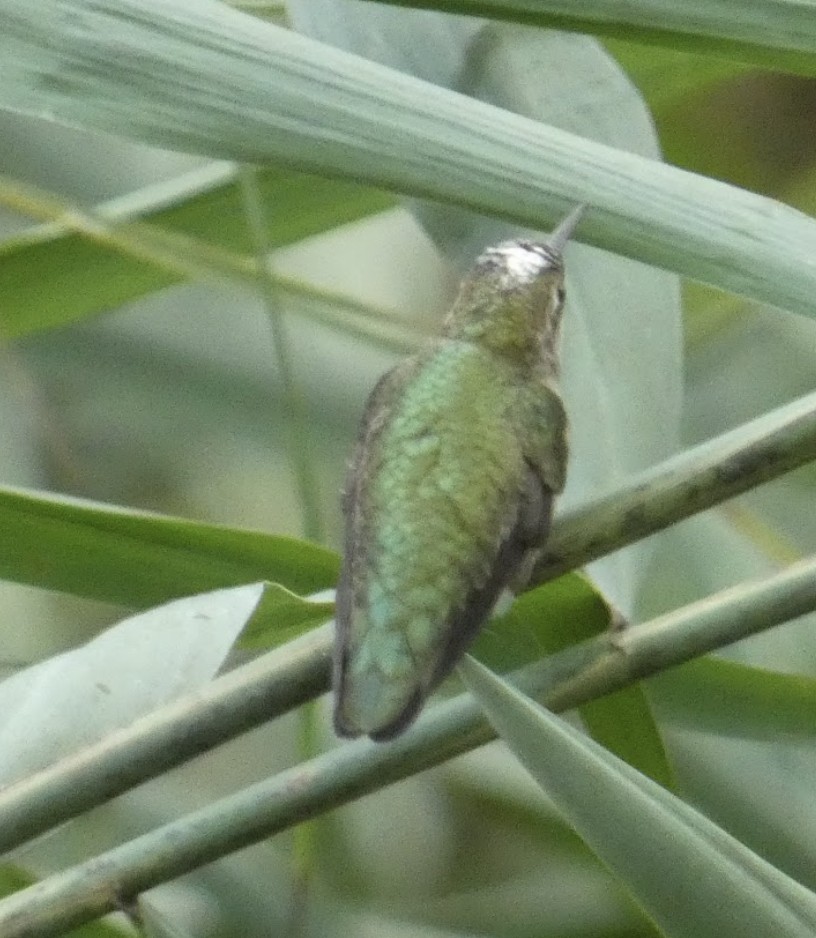 Ruby-throated Hummingbird - ML625331271