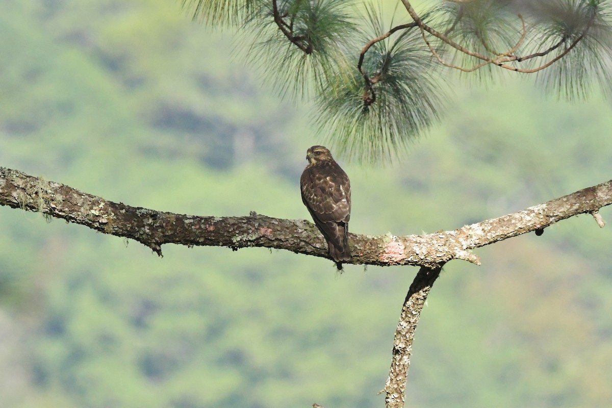 Broad-winged Hawk - ML625331309