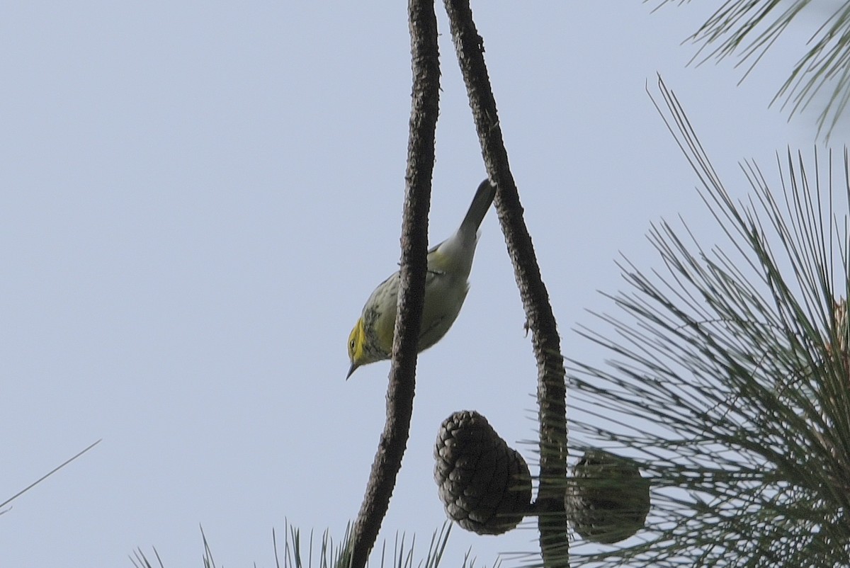 Black-throated Green Warbler - ML625331340
