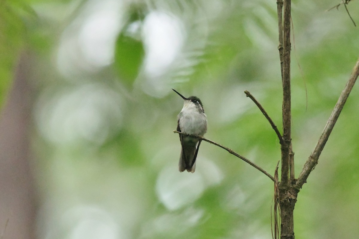 Green-throated Mountain-gem - ML625331344