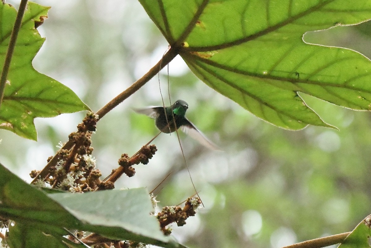 Emerald-chinned Hummingbird - ML625331352