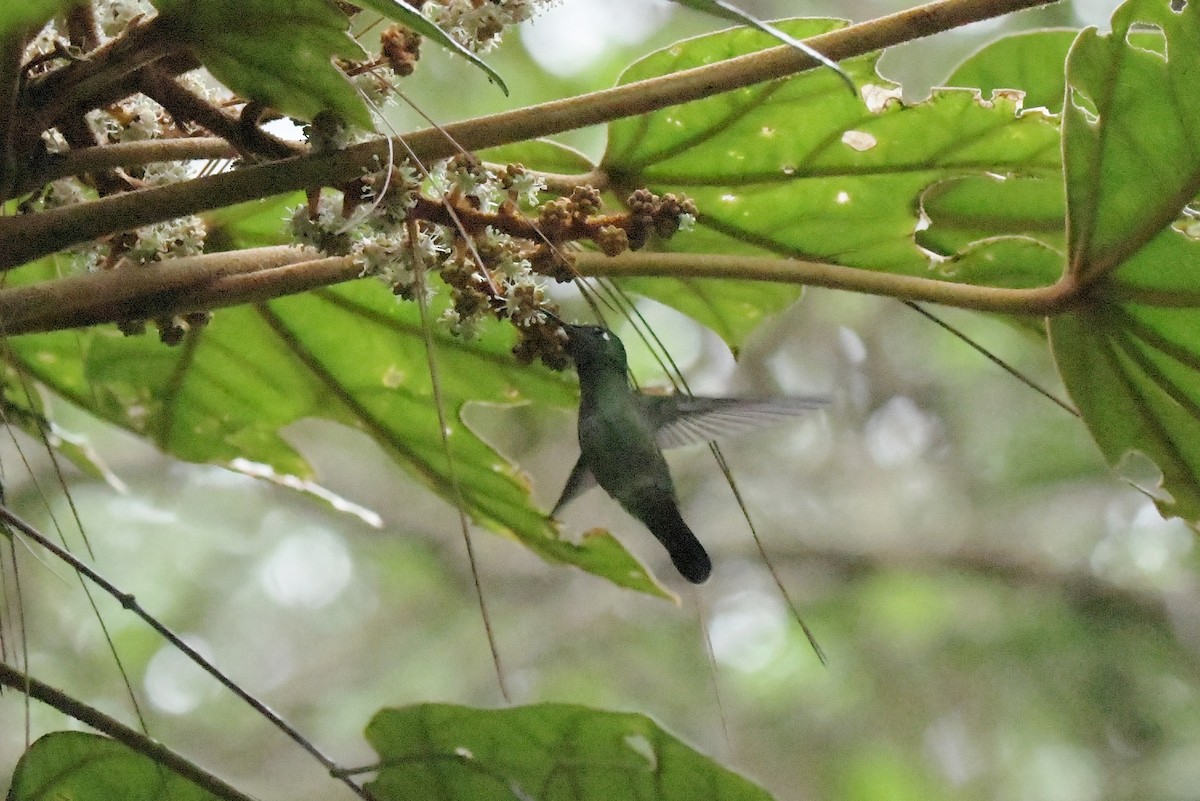 Emerald-chinned Hummingbird - ML625331376