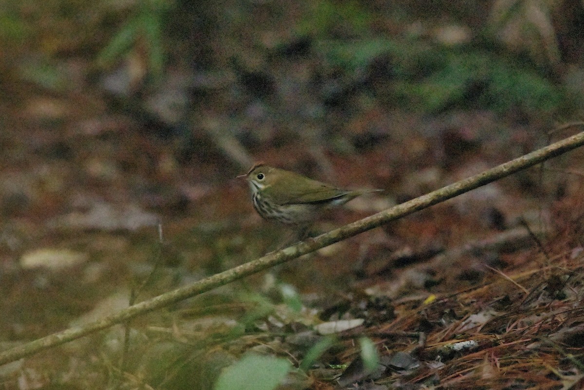 Ovenbird - ML625331381