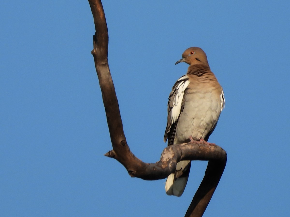 White-winged Dove - ML625331427