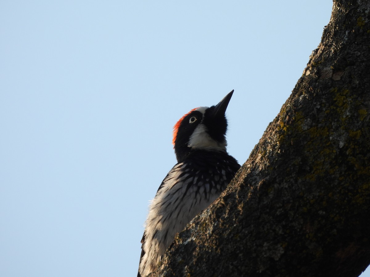 Acorn Woodpecker - ML625331464
