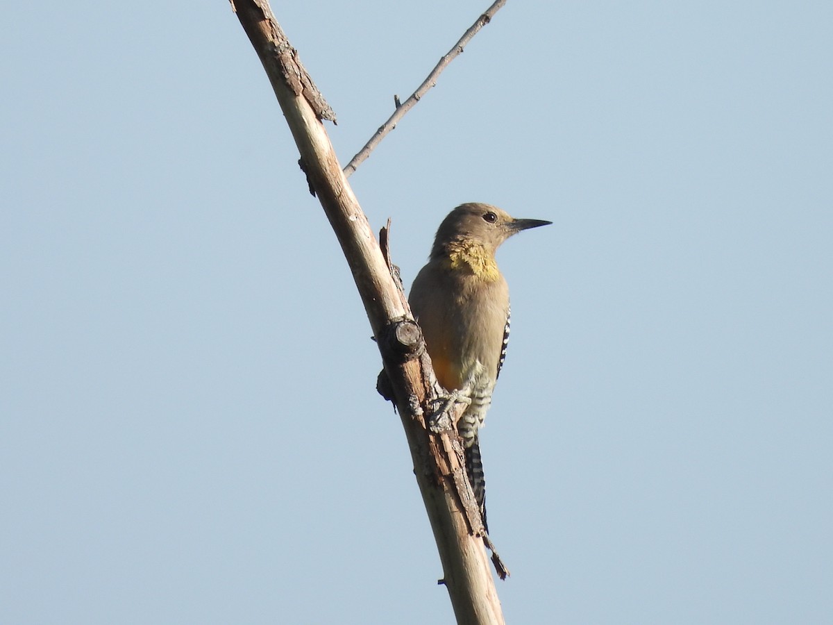 Gila Woodpecker - ML625331488